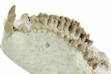 Disarticulated Fossil Oreodont (Merycoidodon) Skull - South Dakota #351742-6